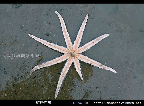 斑砂海星_11.jpg