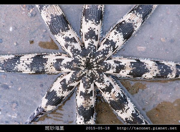 斑砂海星_10.jpg
