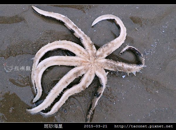 斑砂海星_08.jpg