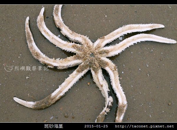 斑砂海星_05.jpg