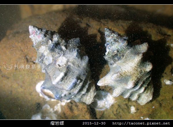 瘤岩螺_08.jpg