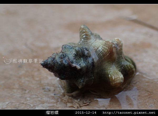 瘤岩螺_06.jpg