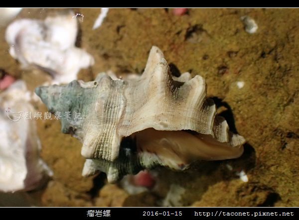 瘤岩螺_04.jpg