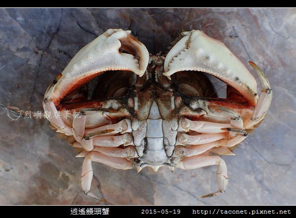 逍遙饅頭蟹_06.jpg