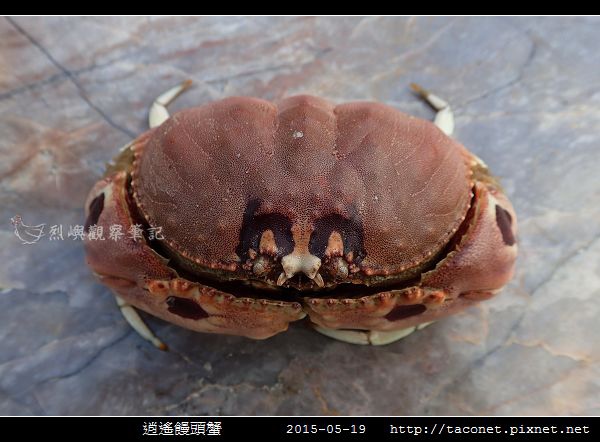 逍遙饅頭蟹_04.jpg