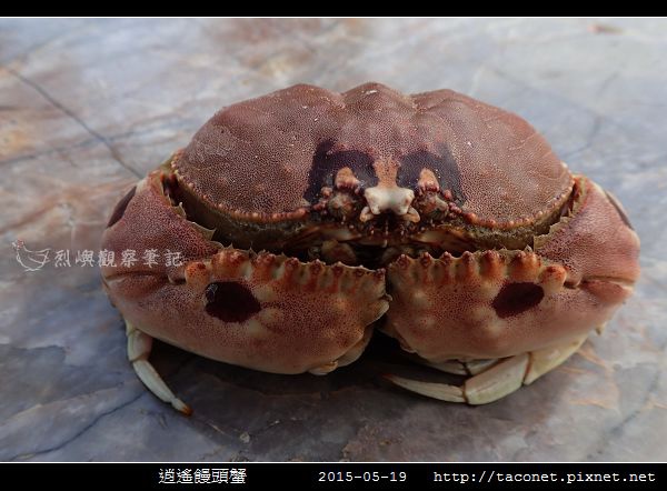 逍遙饅頭蟹_02.jpg