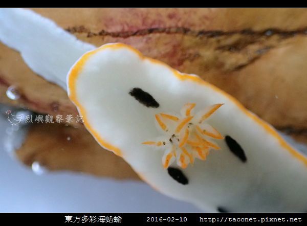 東方多彩海蛞蝓_06.jpg