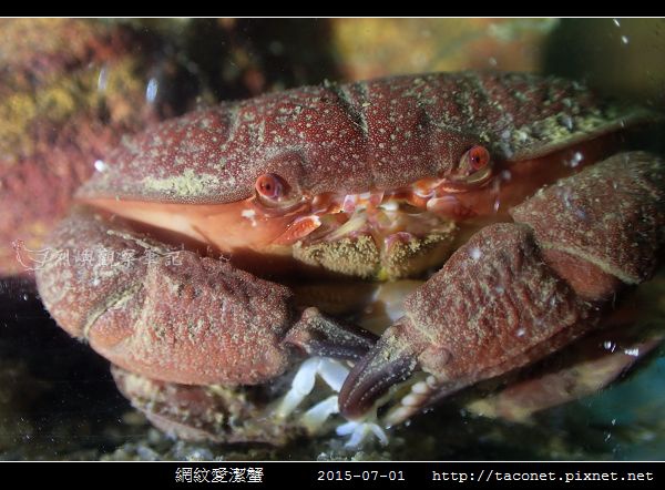 網紋愛潔蟹_09.jpg