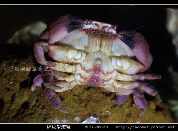 網紋愛潔蟹_08.jpg