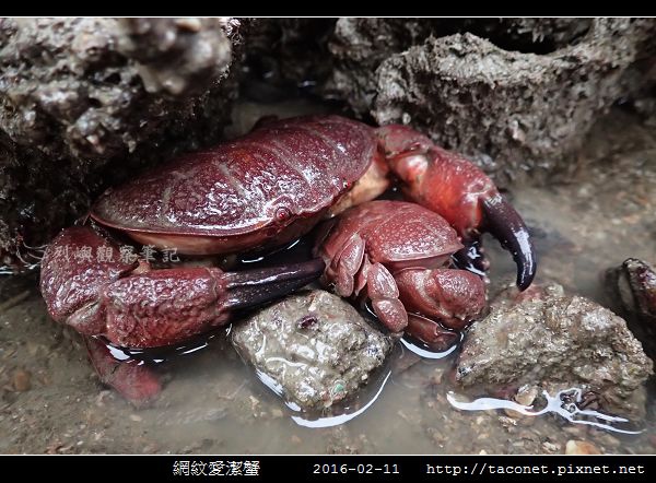 網紋愛潔蟹_07.jpg