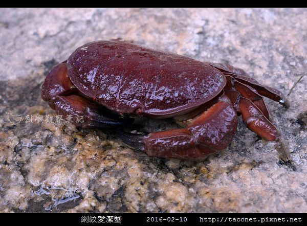 網紋愛潔蟹_03.jpg