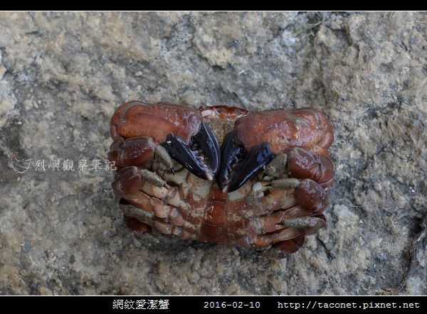 網紋愛潔蟹_02.jpg