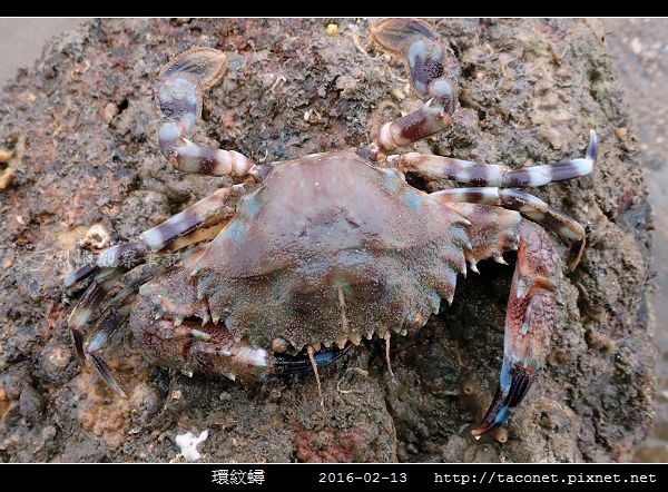 環紋蟳_07.jpg