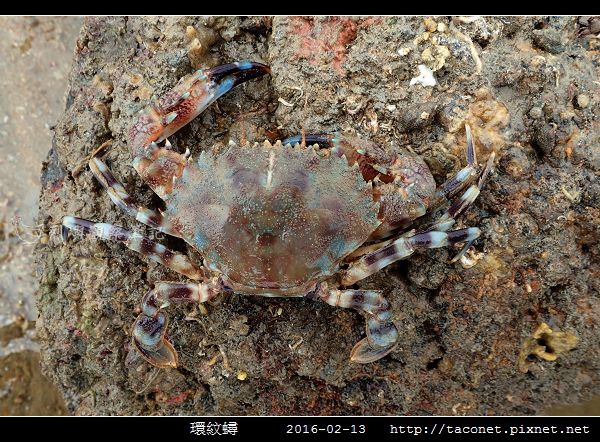 環紋蟳_05.jpg