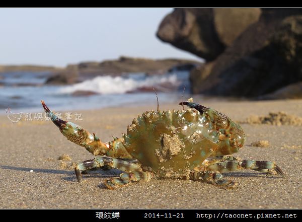 環紋蟳_04.jpg