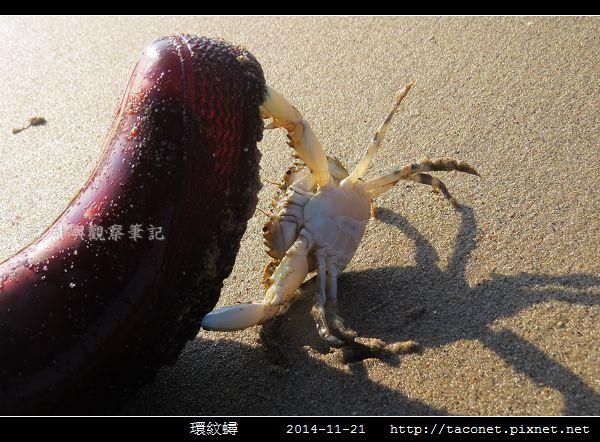 環紋蟳_02.jpg