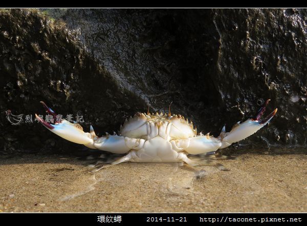 環紋蟳_01.jpg