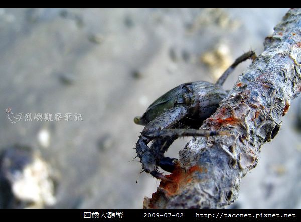 四齒大額蟹_13.jpg
