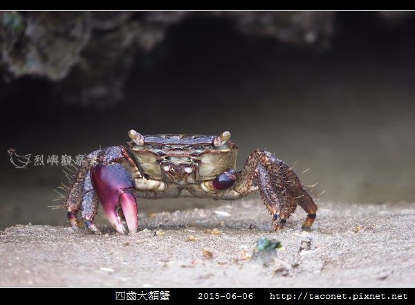 四齒大額蟹_03.jpg
