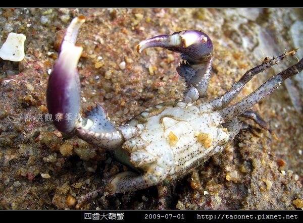 四齒大額蟹_12.jpg