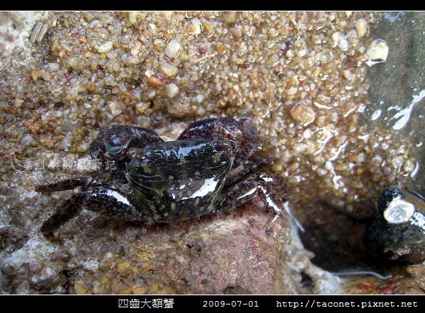 四齒大額蟹_07.jpg