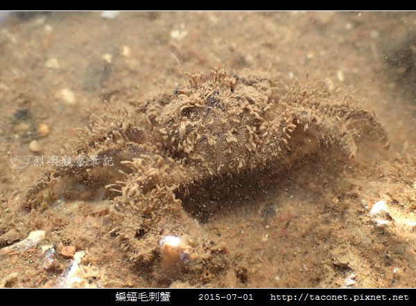 蝙蝠毛刺蟹_09.jpg