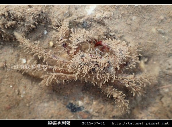 蝙蝠毛刺蟹_08.jpg