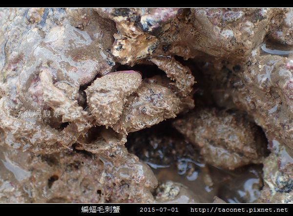 蝙蝠毛刺蟹_06.jpg