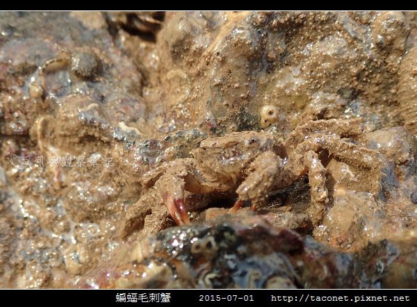 蝙蝠毛刺蟹_07.jpg