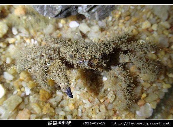 蝙蝠毛刺蟹_05.jpg
