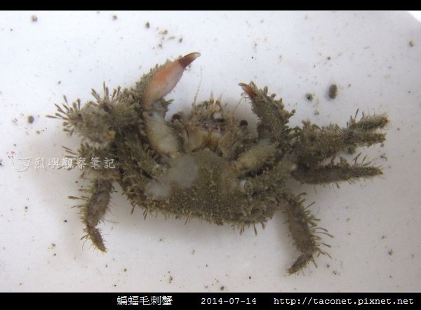 蝙蝠毛刺蟹_01.jpg