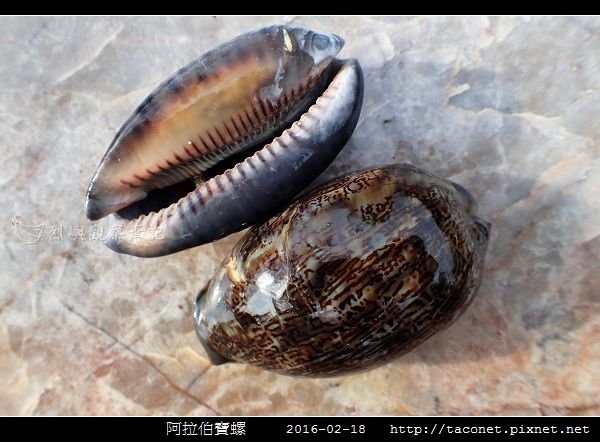 阿拉伯寶螺_12.jpg