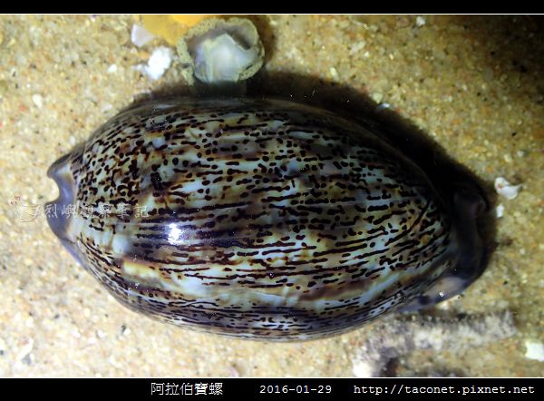 阿拉伯寶螺_01.jpg