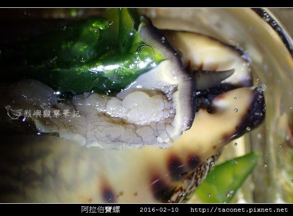 阿拉伯寶螺_02.jpg