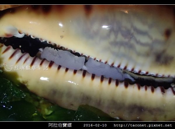 阿拉伯寶螺_07.jpg