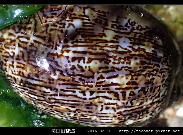 阿拉伯寶螺_04.jpg
