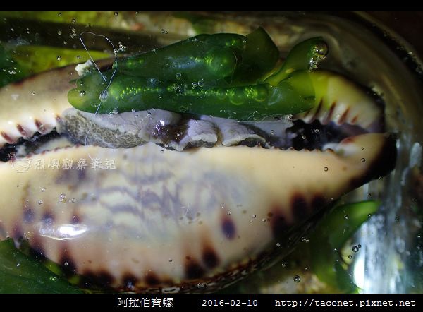 阿拉伯寶螺_03.jpg
