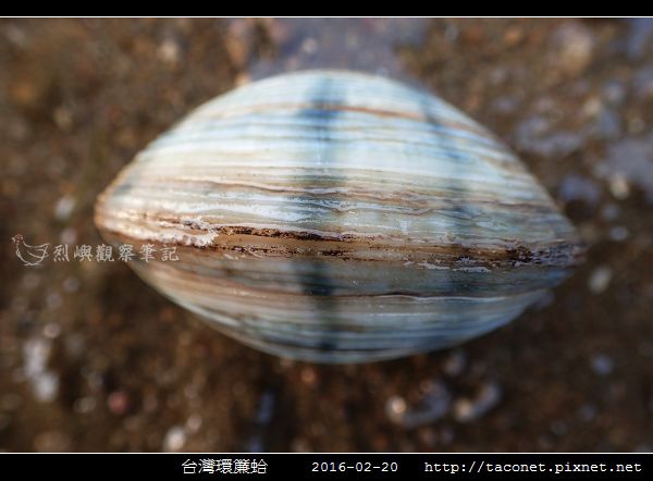 台灣環簾蛤_06.jpg