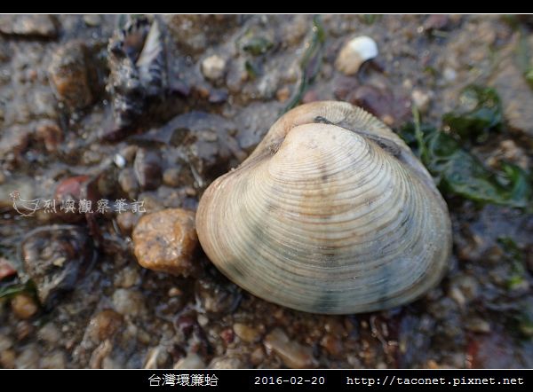 台灣環簾蛤_05.jpg