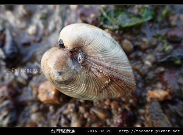 台灣環簾蛤_04.jpg