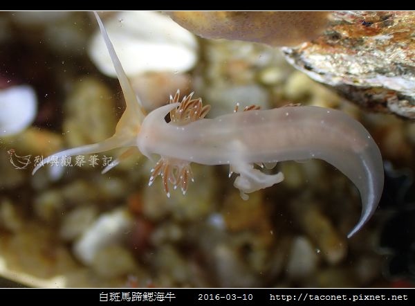 白斑馬蹄鰓海牛_10.jpg