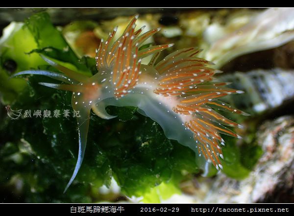 白斑馬蹄鰓海牛_03.jpg