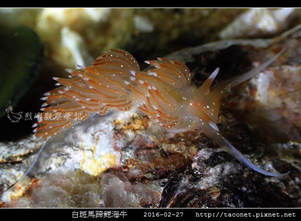 白斑馬蹄鰓海牛_02.jpg