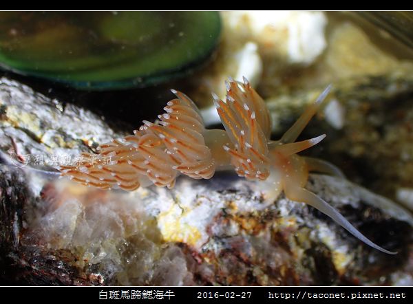 白斑馬蹄鰓海牛_01.jpg