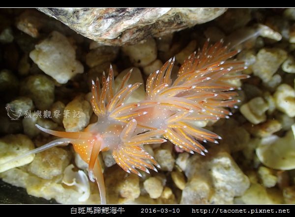白斑馬蹄鰓海牛_08.jpg