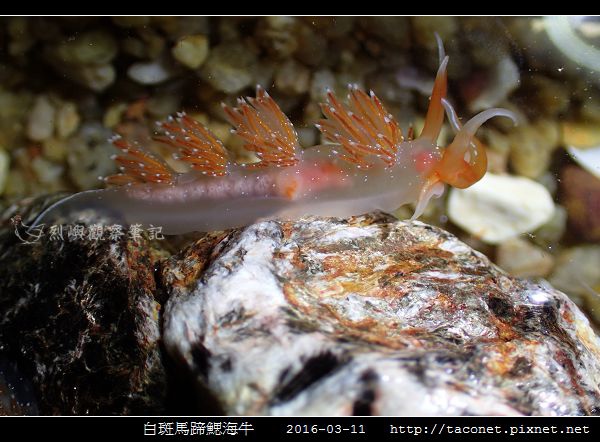 白斑馬蹄鰓海牛_12.jpg