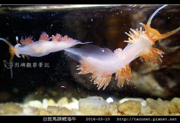 白斑馬蹄鰓海牛_11.jpg