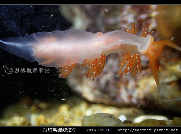 白斑馬蹄鰓海牛_09.jpg
