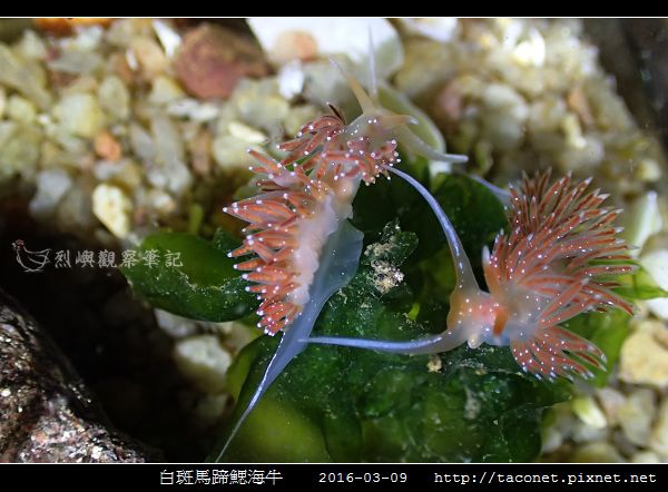 白斑馬蹄鰓海牛_07.jpg