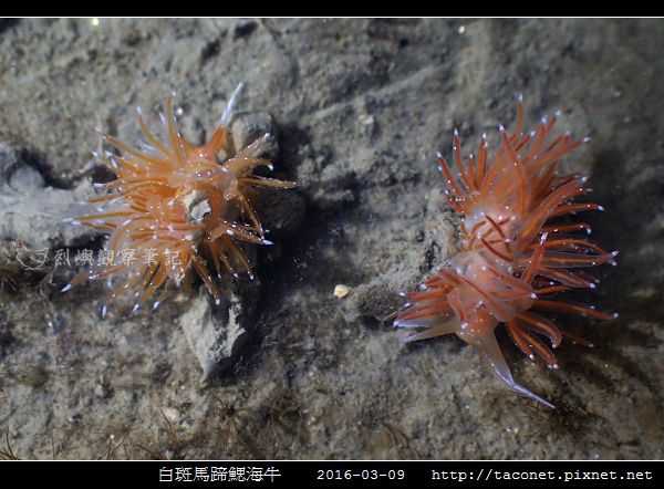 白斑馬蹄鰓海牛_05.jpg